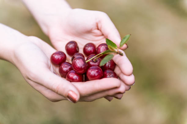 DOUX COMME LES CHéRISSES ET LES TRACES DE JUMEAUX