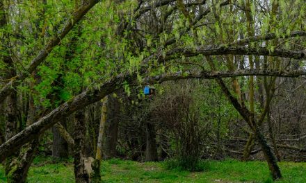 MISTERIOȘI ȘI SENTIMENTALI ÎN MARTIE