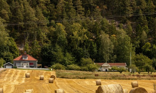 ANALITIC ȘI SEVER ÎN AUGUST