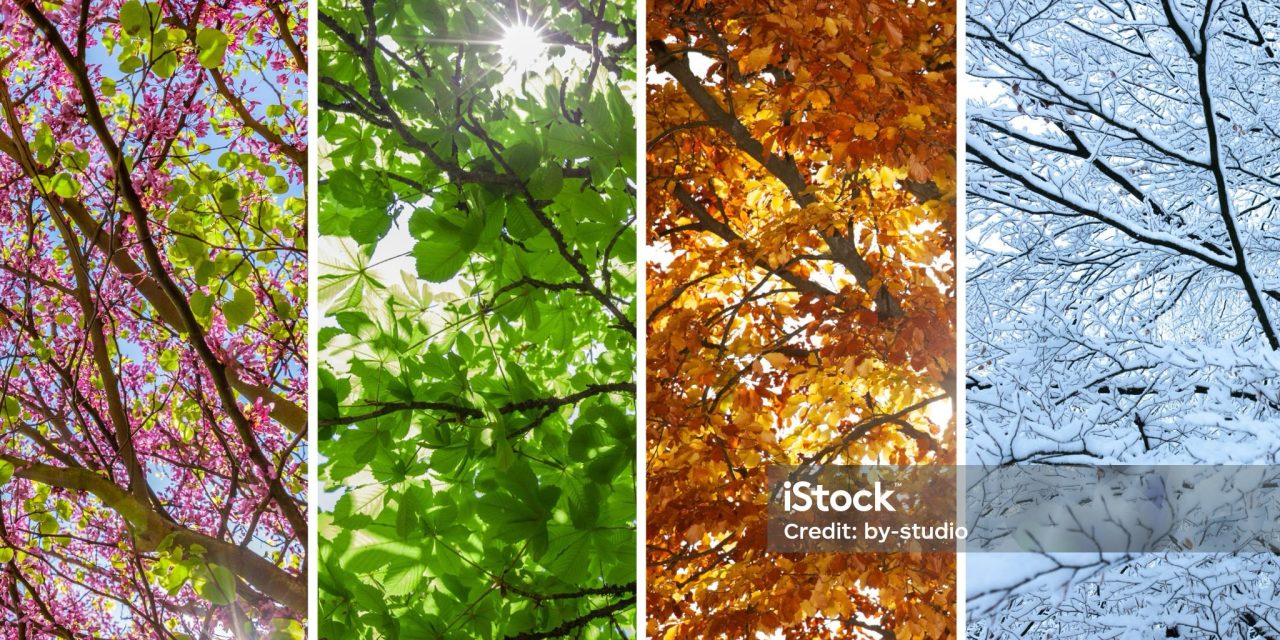 THE LIFE’SENSE IN SEASONS