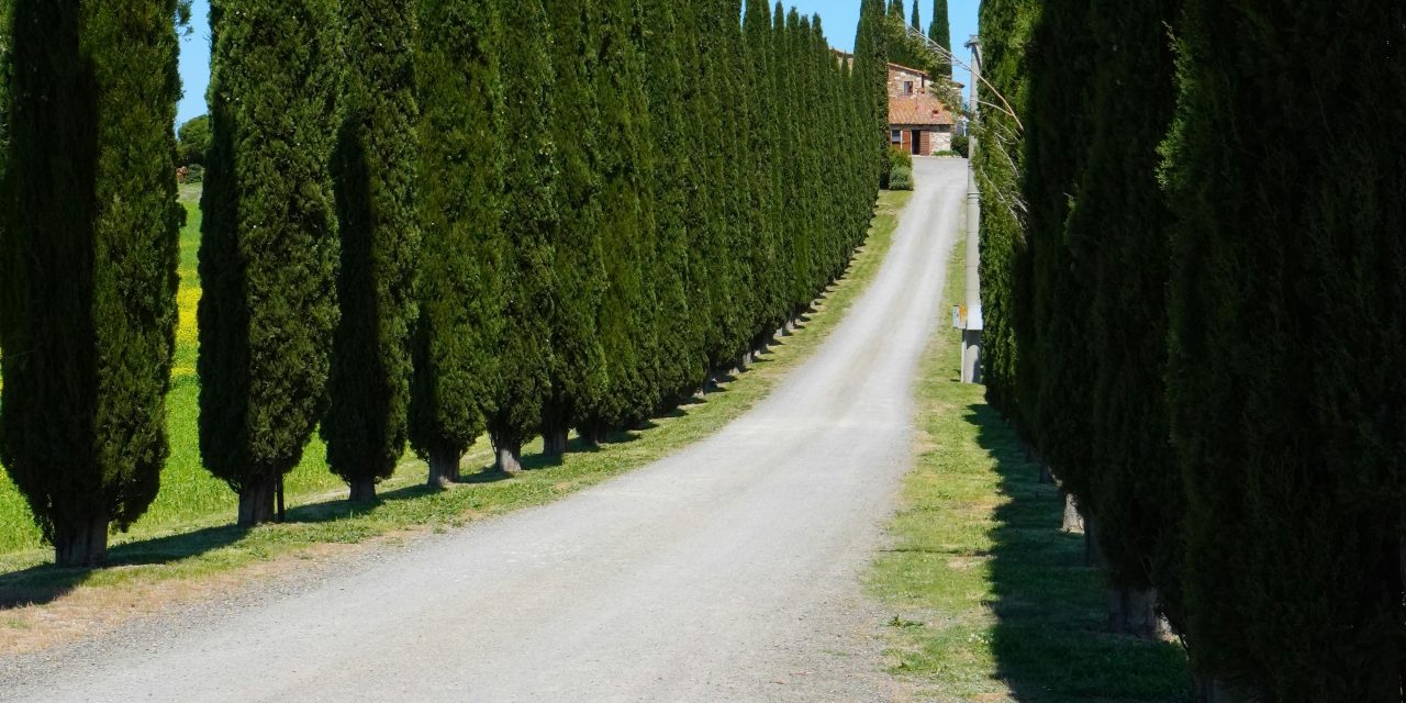 BOLGHERI, MEDIEVAL CASTLE’S WINE