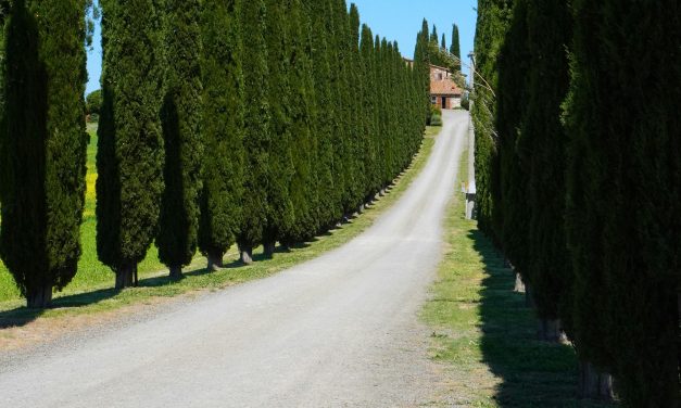BOLGHERI, MEDIEVAL CASTLE’S WINE